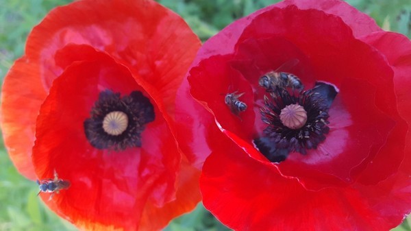 papaver