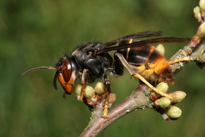 Aziatische hoornaar. Foto: Nederlands soortenregister