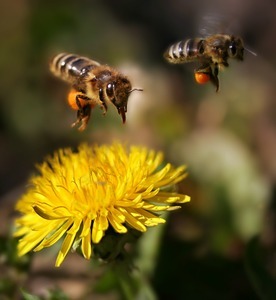 Afname biodiversiteit leidt tot discussie over bestuivers