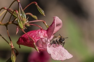 wilde bijen op reuzenbalsemien -foto: Heiko Stein