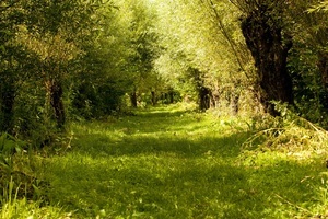 Wilgenbos in de Biesbosch