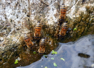 De waterdrinkers