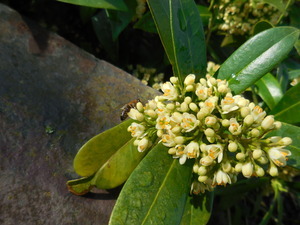 De skimmia