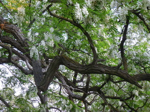 Robinia Pseudoacacia