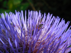 Blauwe en paarse bloemen