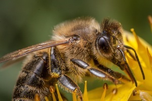 Close-up van een honingbij