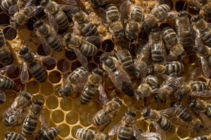 Wintersterfte onder bijenvolken hoger dan voorgaande jaren