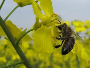 Bijen tekort voor biodiesel