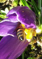 Bijen op de Krokus