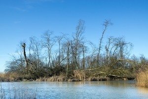 Staatsbosbeheer: voorzorgsbeginsel blijft van kracht