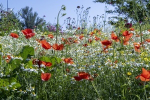 NBV organiseert publiek webinar met thema biodiversiteit