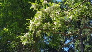 Valse acacia (Robinia pseudoacacia)