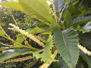 Tamme kastanje (Castanea sativa)